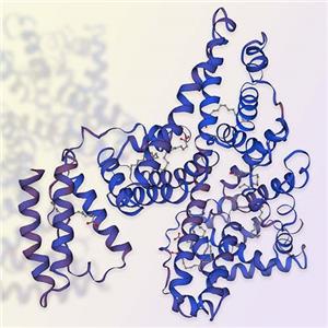 重組人血清白蛋白Serum Albumin 百普賽斯