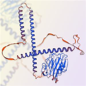 Anti-PTX抗體-ACROBiosystems百普賽斯