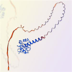 MBL/MBL2蛋白-ACROBiosystems百普賽斯