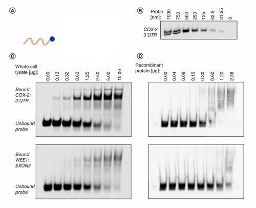 RNA EMSA