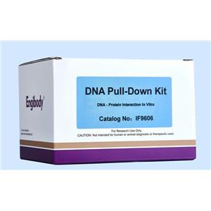 DNA Pull-down試劑盒