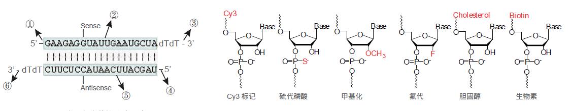 in-vivo-siRNA2.png