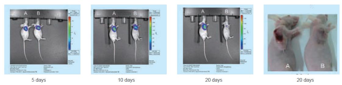 in-vivo-siRNA1.png