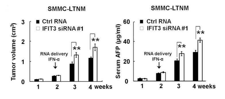 in-vivo-siRNA2.jpg