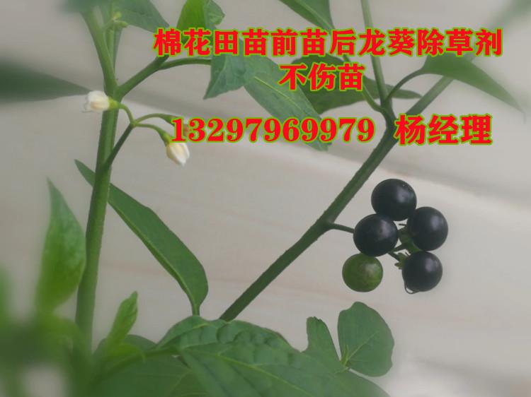 嘧硫草醚（龍葵）電話.jpg