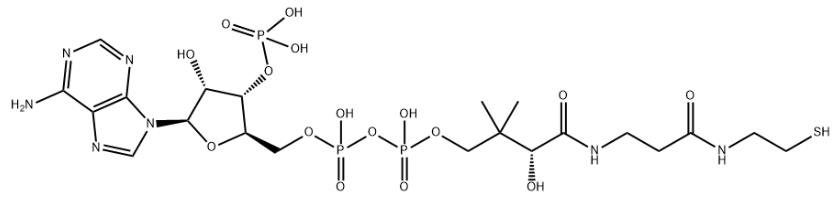 輔酶A.jpg