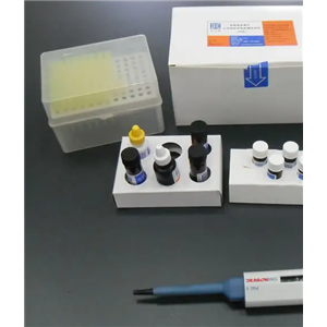 人腺病毒D33型探針法熒光定量PCR試劑盒Human Adenovirus D33（HAdV-D33）