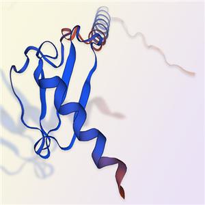 重組人CXCL2蛋白-ACROBiosystems百普賽斯