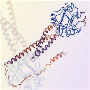 重組小鼠PTX3蛋白-ACROBiosystems百普賽斯