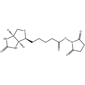 (+)生物素-N-琥珀酰亞胺基酯,35013-72-0