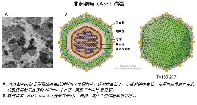 非洲豬瘟病毒細(xì)胞.jpg