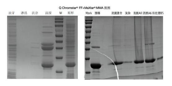 豬A型輪狀病毒電泳.jpg