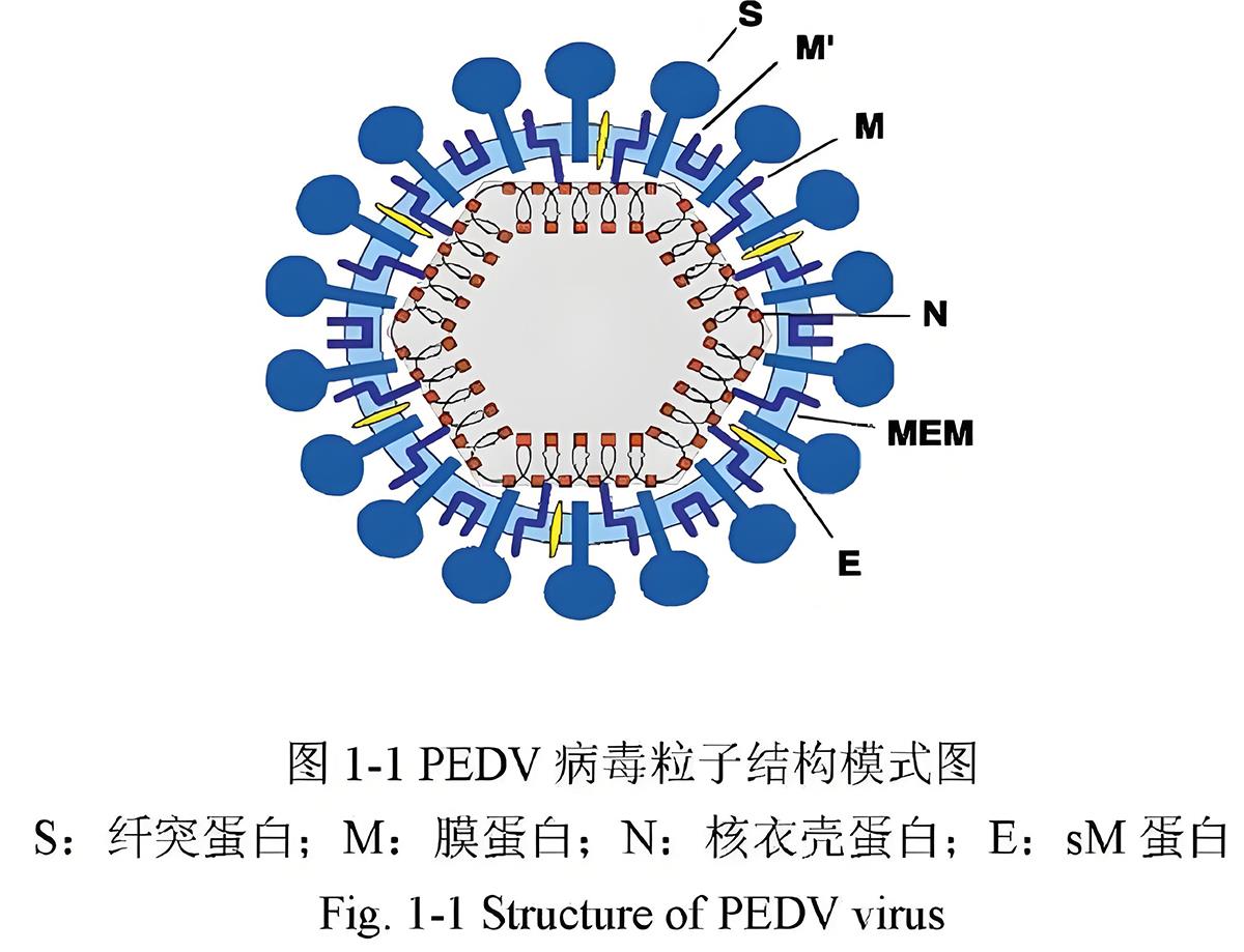 豬流行性腹瀉結(jié)構(gòu).jpg