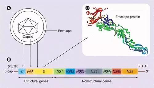 豬乙型腦炎病毒結(jié)構(gòu).jpeg