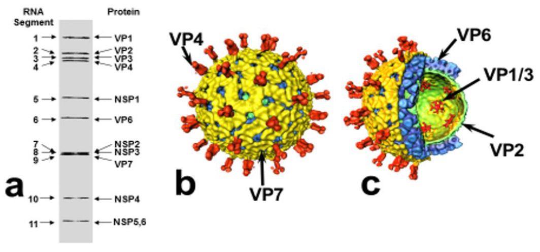 豬輪狀病毒結(jié)構(gòu)2.jpg