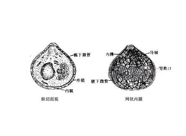 犬新孢子蟲(chóng)結(jié)構(gòu).jpg