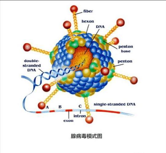 犬腺病毒結(jié)構(gòu).jpeg