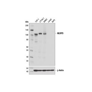 NLRP3（D4D8T）兔單克隆抗體