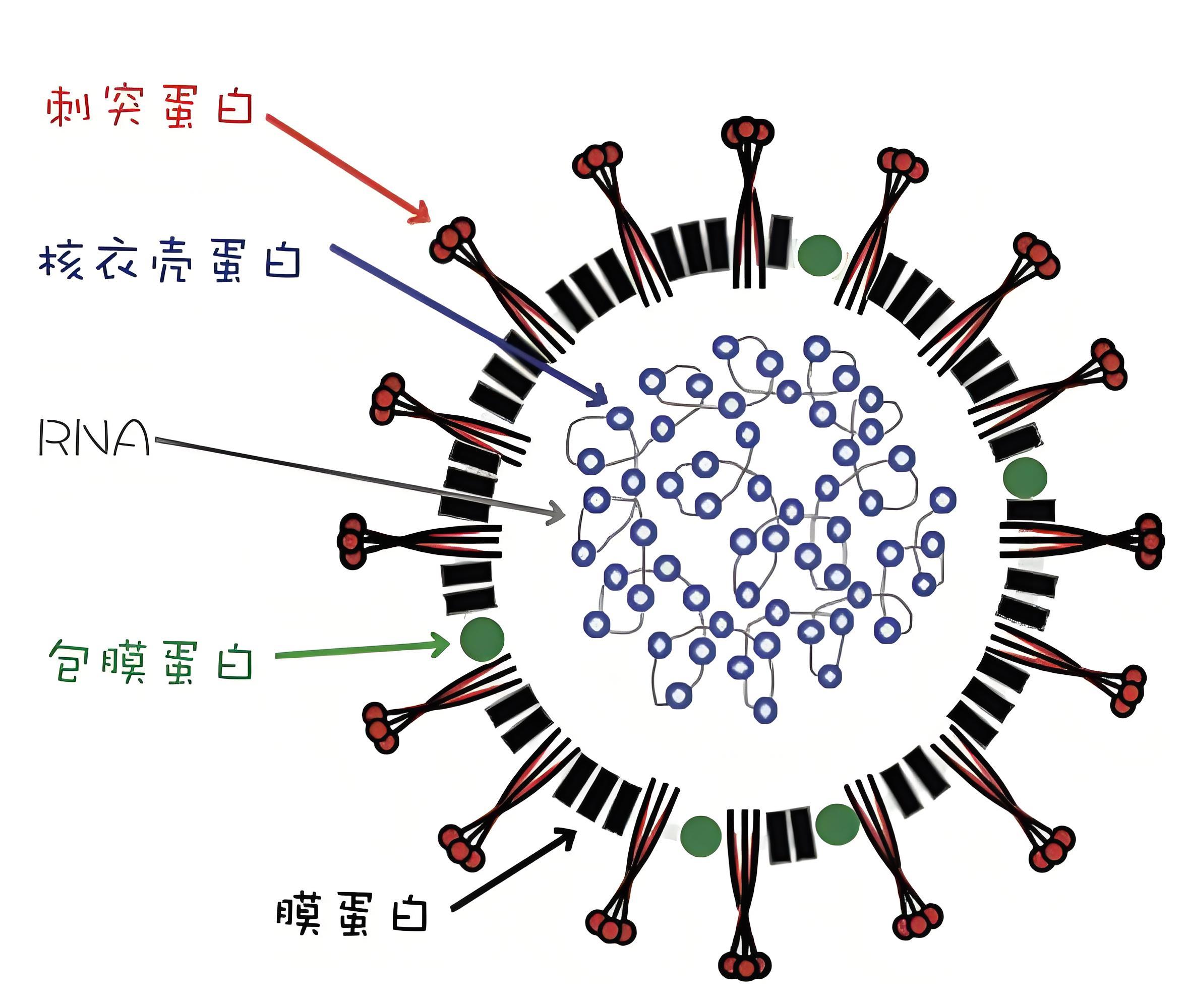 貓傳染性腹膜炎病毒結構.jpg