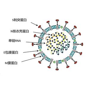 貓冠狀病抗原，貓冠狀?。?FCoV）蛋白，貓F(tuán)CoV病毒抗原