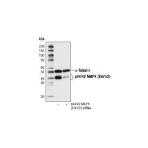 p44/42 MAPK (Erk1/2) (137F5) 兔單克隆抗體