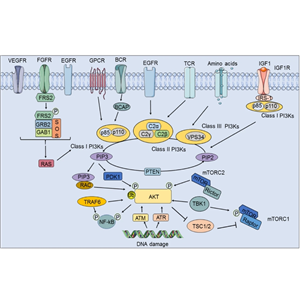 辰輝創(chuàng)聚生物Nebulabio提供PI3K/Akt信號通路相關蛋白