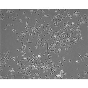 PANC.1 Cells#人胰腺癌細(xì)胞系來源可靠|培養(yǎng)基|帶STR基因圖譜