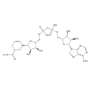 煙酰胺腺嘌呤雙核苷酸，還原型輔酶Ⅰ