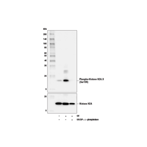 磷酸化組蛋白H2A.X（Ser139）（D7T2V）小鼠單克隆抗體