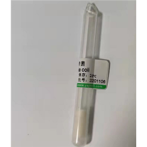多巴胺受體D2抗體