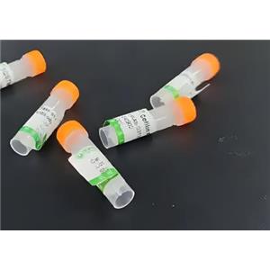 膠質(zhì)纖維酸性蛋白抗體（GFAP Antibody）-自主研發(fā)