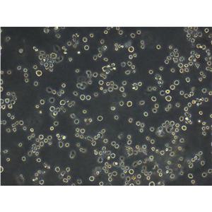 Colo-201 Cell人結直腸腺癌懸浮細胞