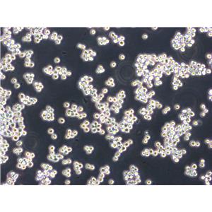 BT-474 Cells人乳腺導(dǎo)管癌細(xì)胞|送STR圖譜