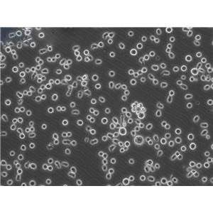 TK+/- (clone 3.7.2C) Cell小鼠淋巴瘤懸浮細胞