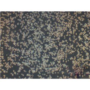 P3/NS1/1-Ag4-1 Cell小鼠骨髓瘤懸浮細胞